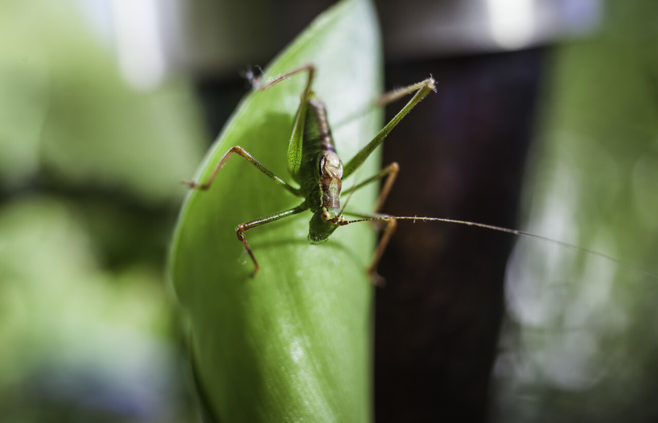 green grasshopper