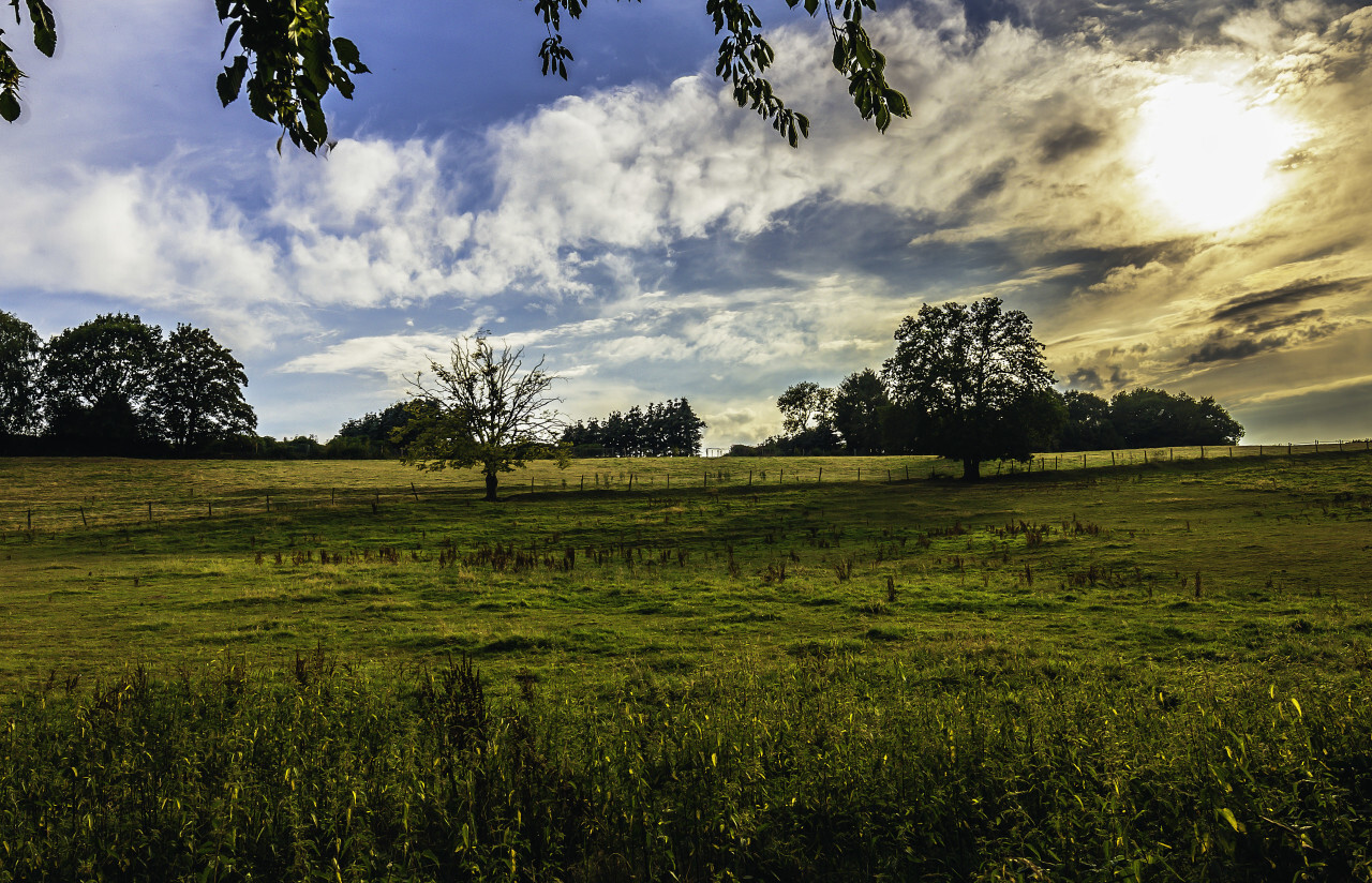 hdr landscape two trees