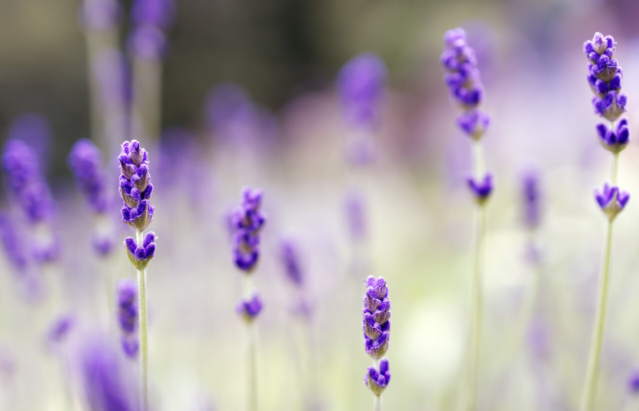 Lavender Field in June