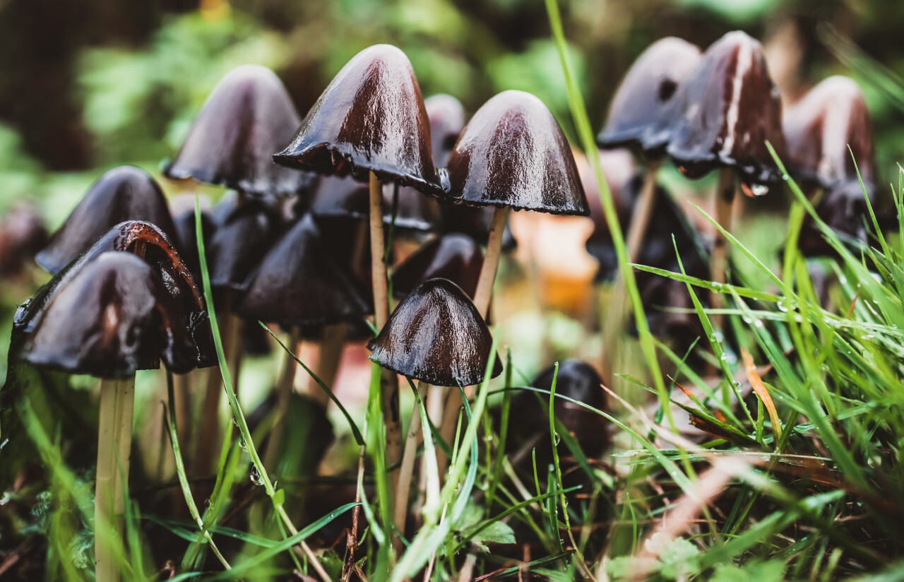 beautiful scene with group of inky cap mushroom also known as tippler's bane (coprinopsis atramentaria) - antialcohol mushroom