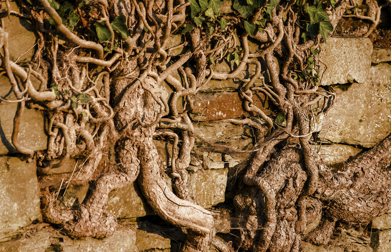 root overgrown wall