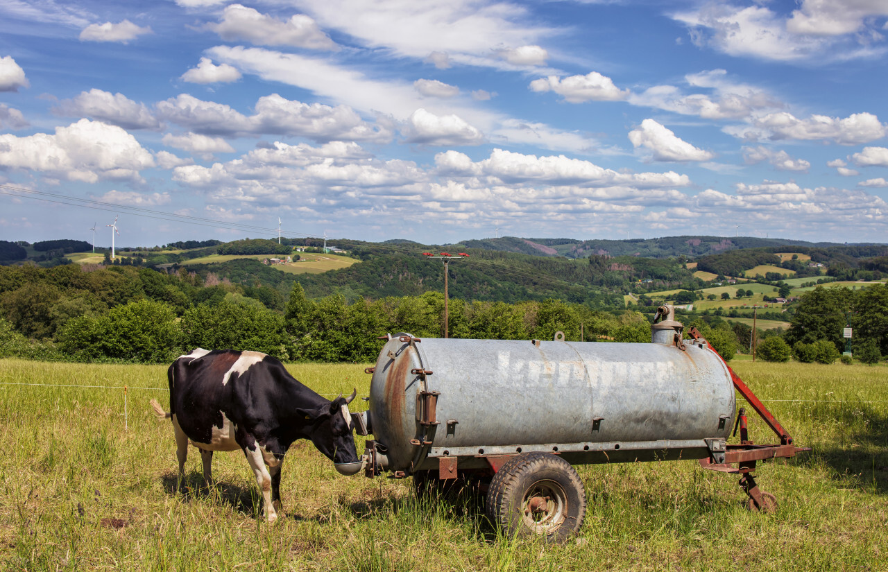 German rural landscape in Velbert Langenberg with hills in the background and a drinking cow in the foreground in summer