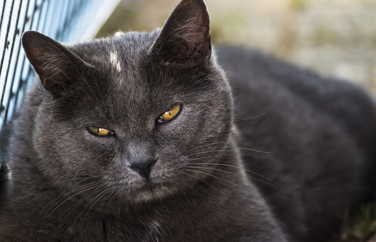 british shorthair cat looking tired