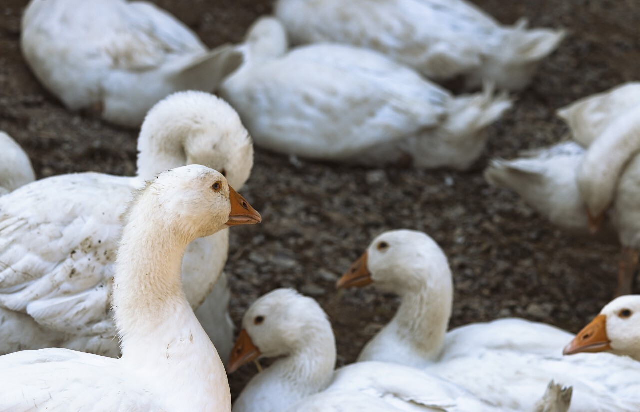 white geese breeding
