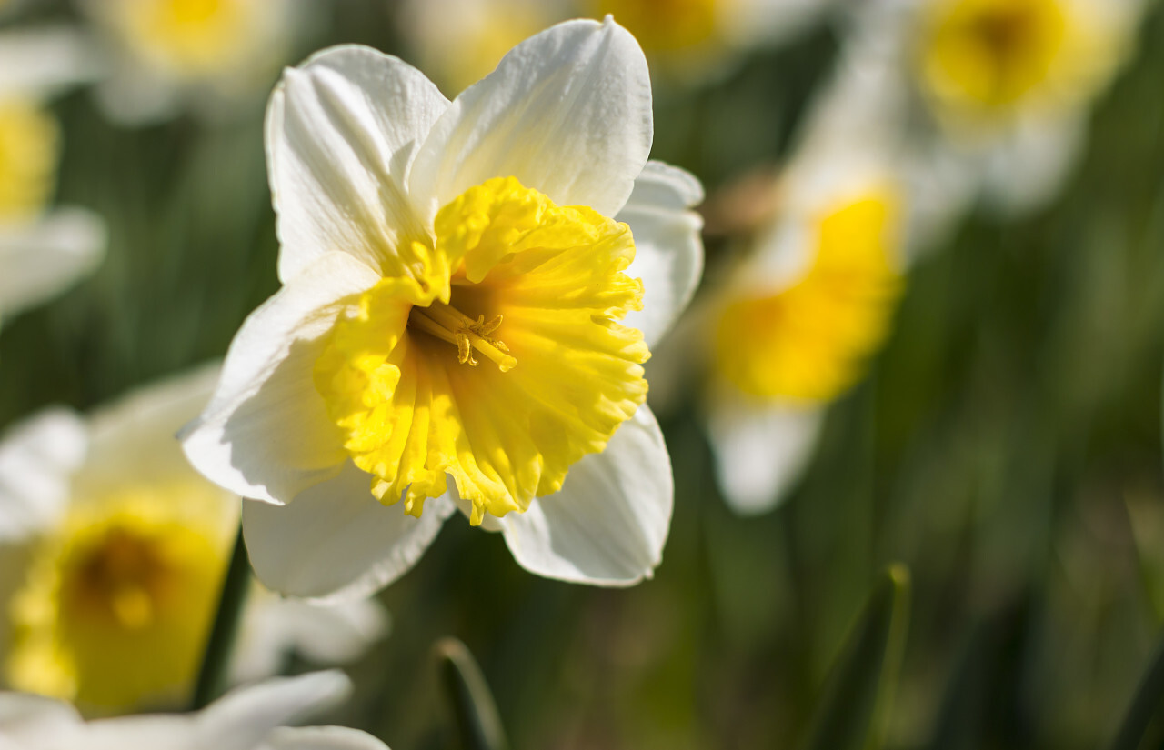 white yellow daffodils