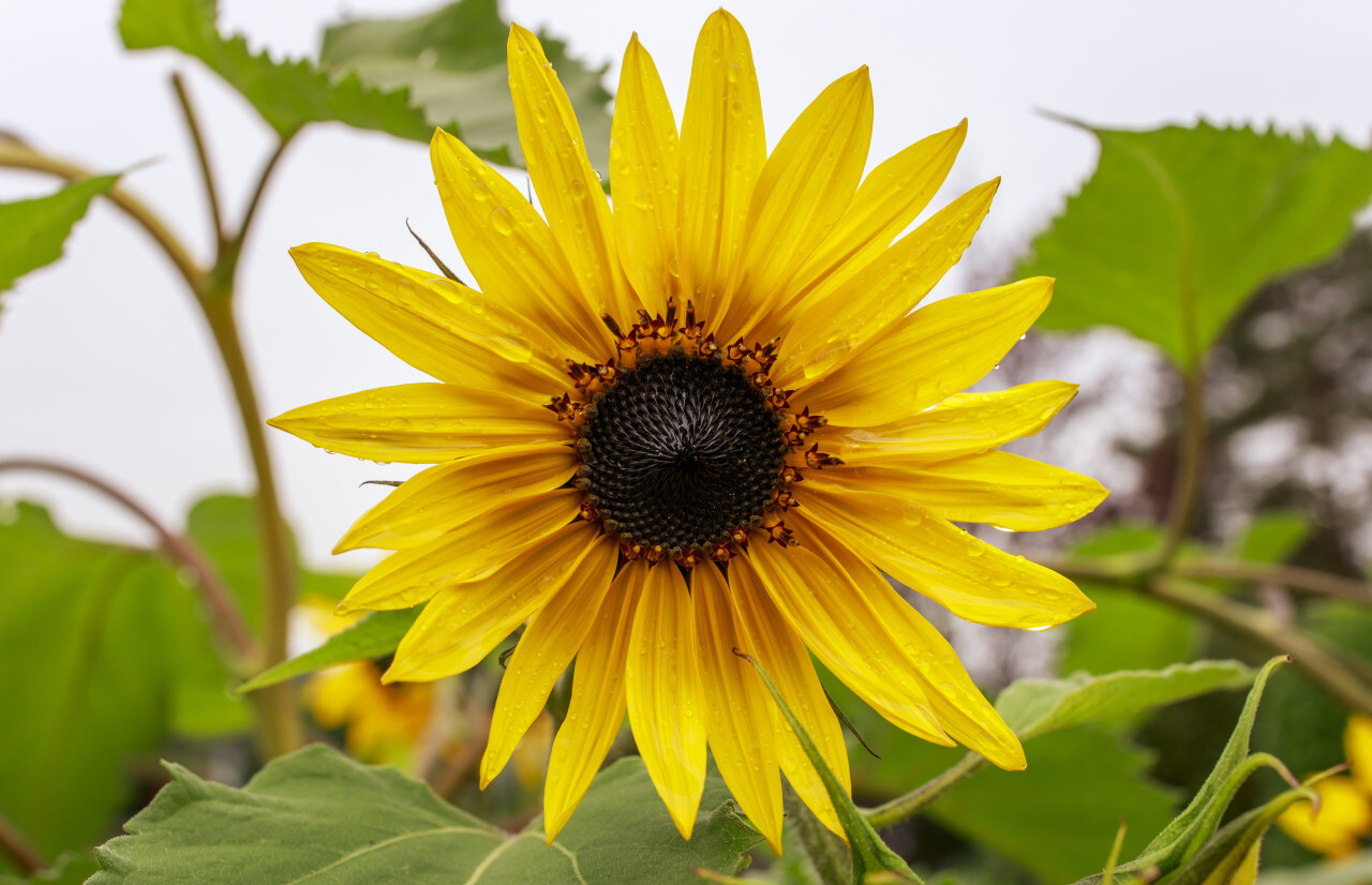 Yellow Sunflower in the Rain