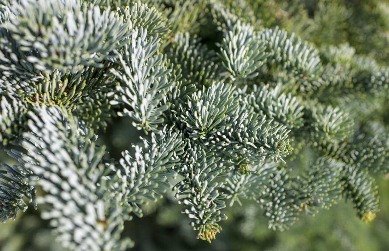 Pine tree branches