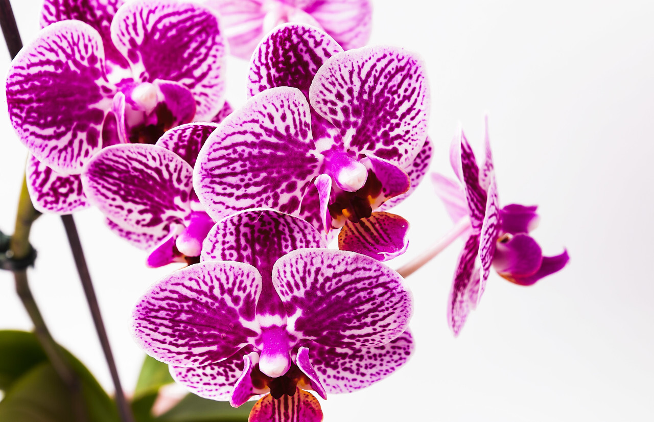 orchid white background