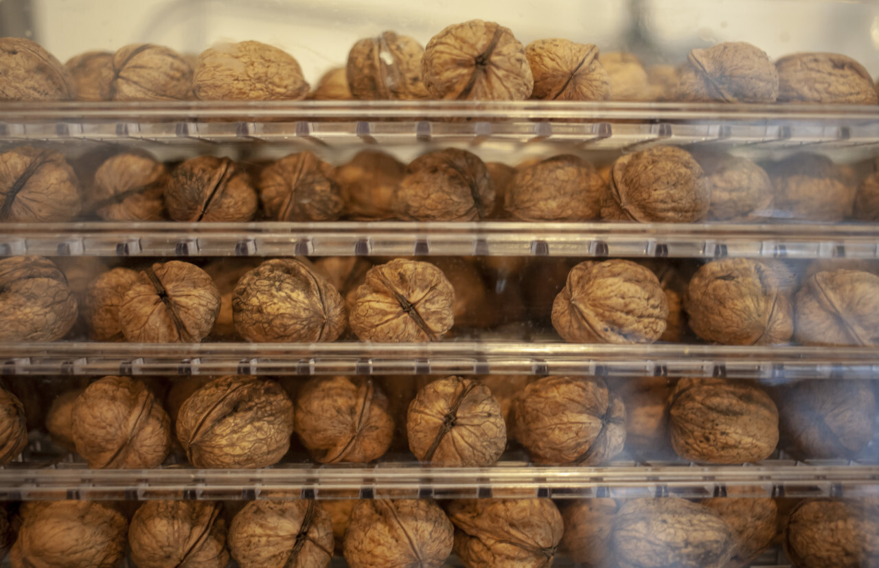 freshly collected walnuts are dried in a dehydrator