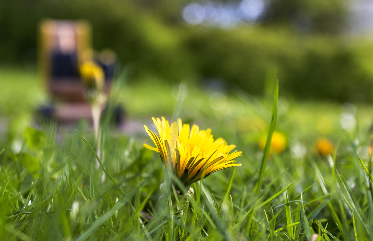 Edible fresh yellow blowball dandelion flowers