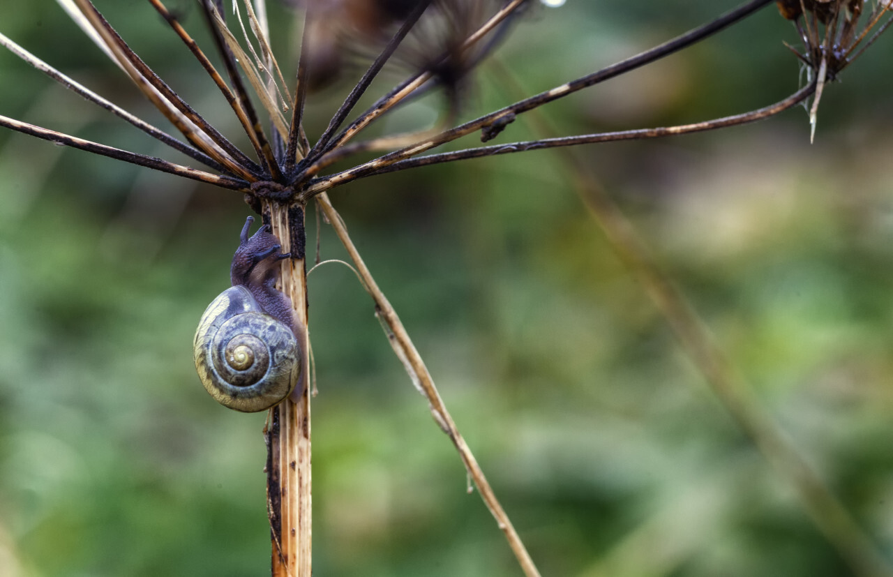 Garden snail