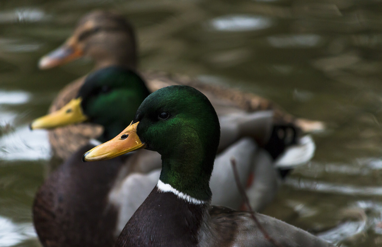 duck portrait