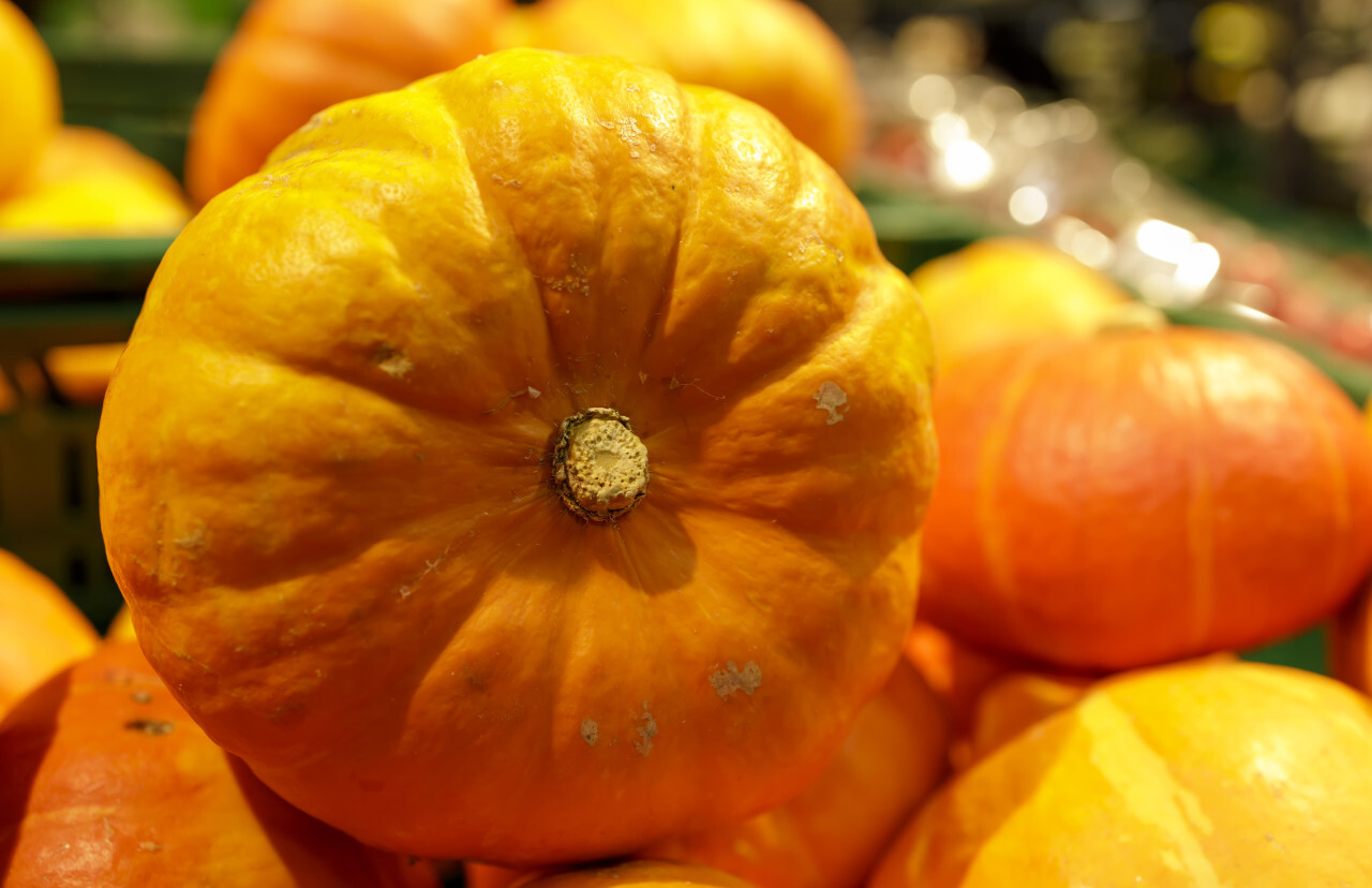 Closeup view of pumpkins. Bright orange fruits. Healthy eco food.