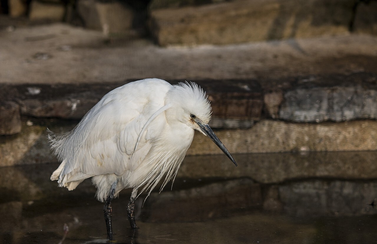 white ibis