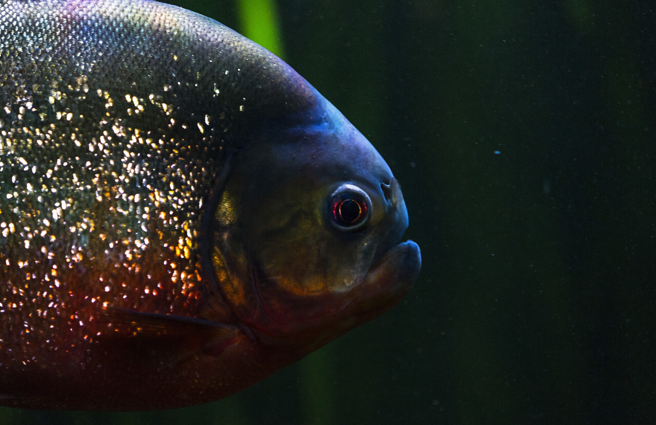 Red-bellied piranha, Pygocentrus altus