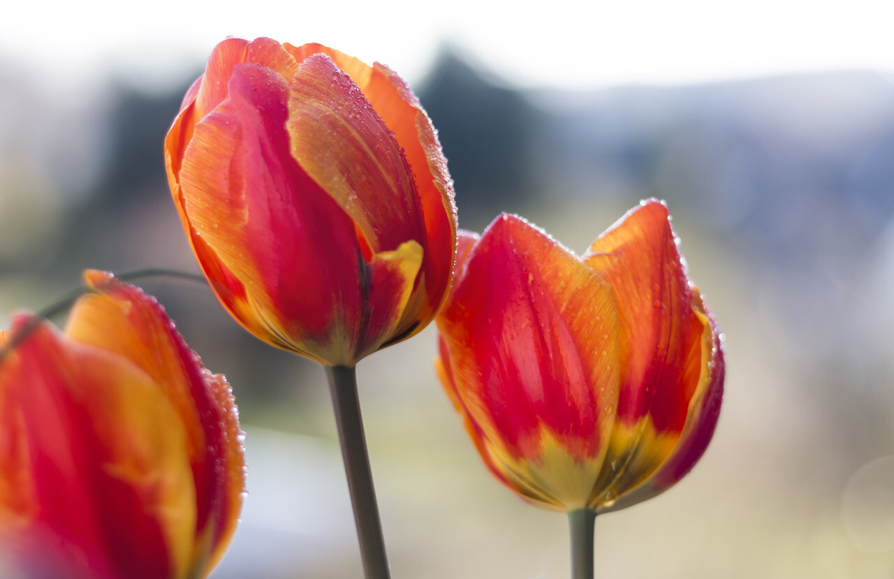 red orange tulips with pretty bokeh