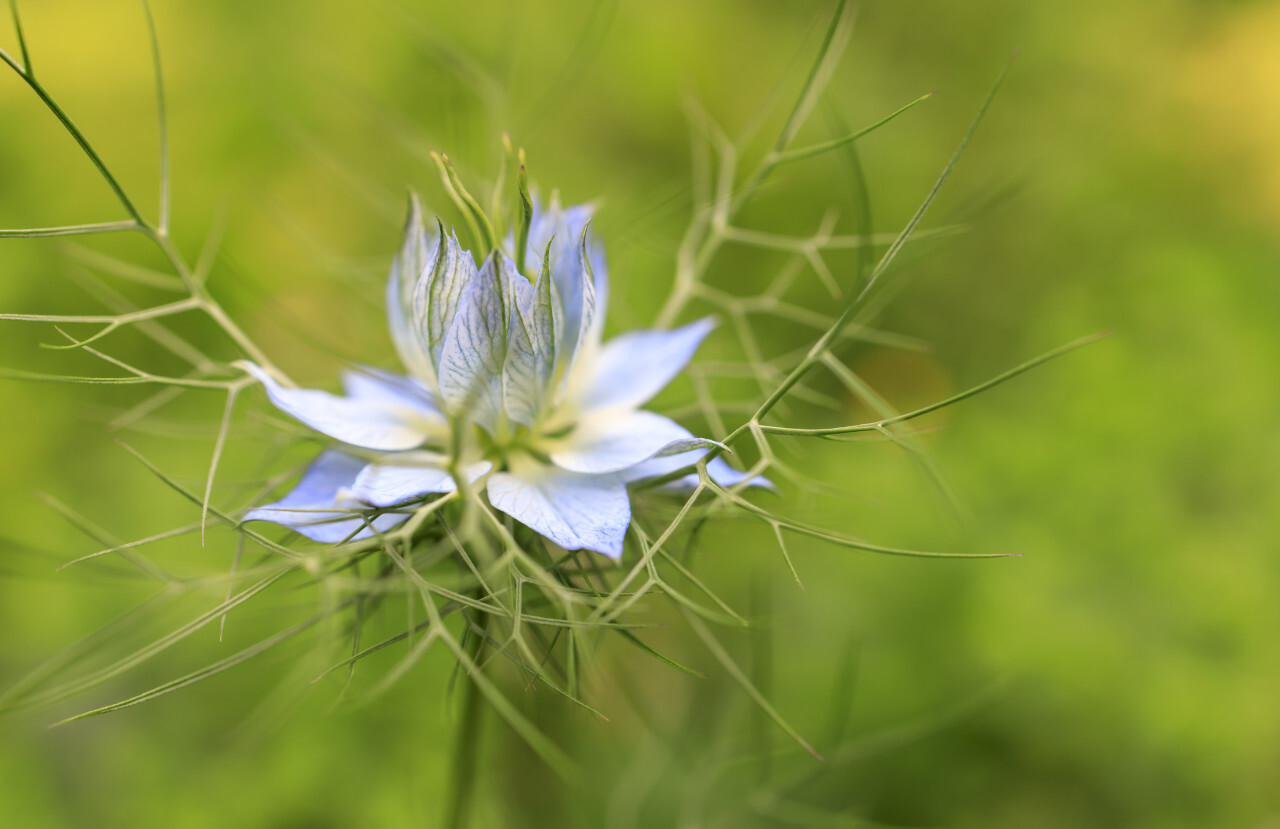 Nigella damascena, wild fennel