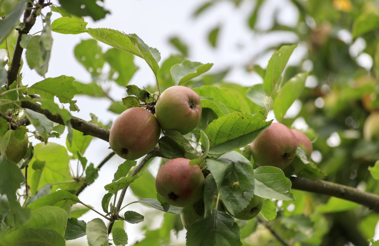 Ripe apples on a branch