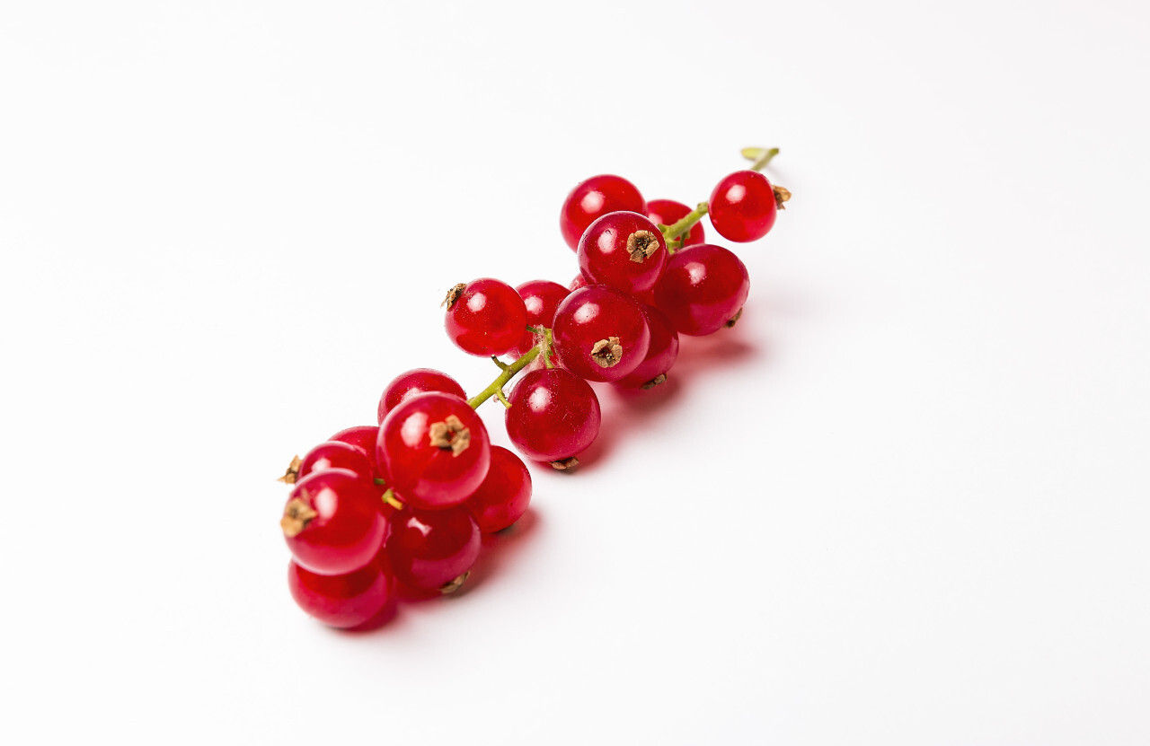 red currants isolated on white background