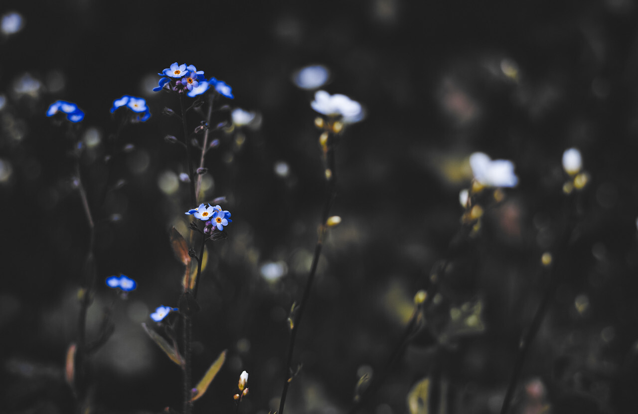 forget me not flowers dark