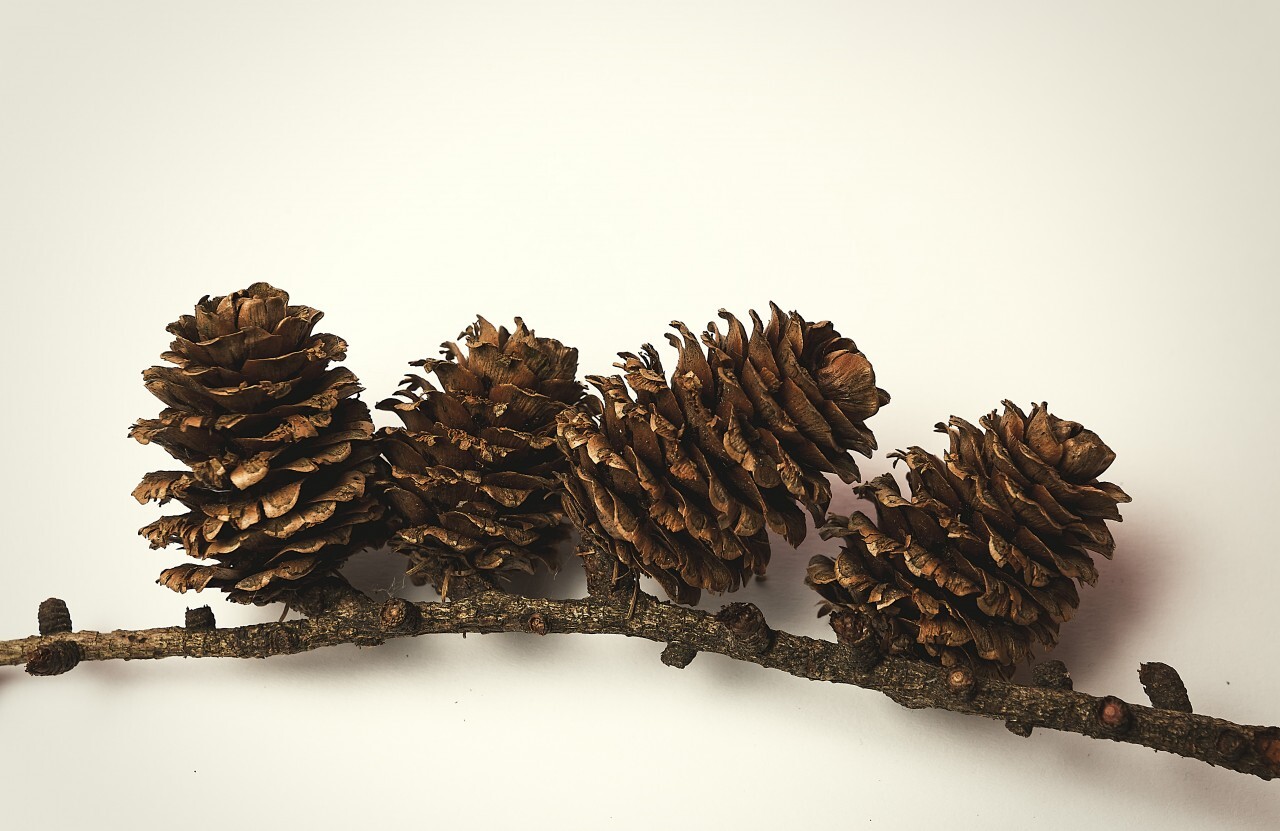 pinecones on white background