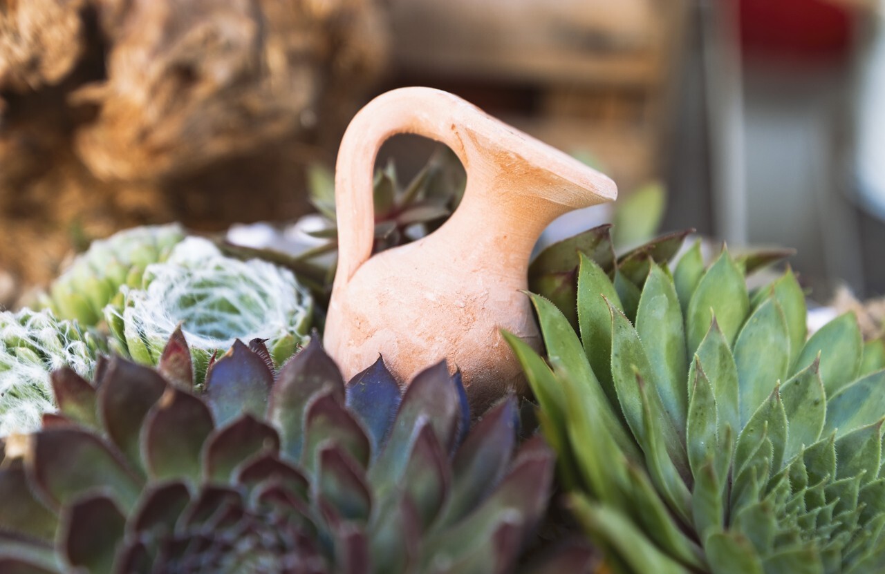 amphora between desert plants