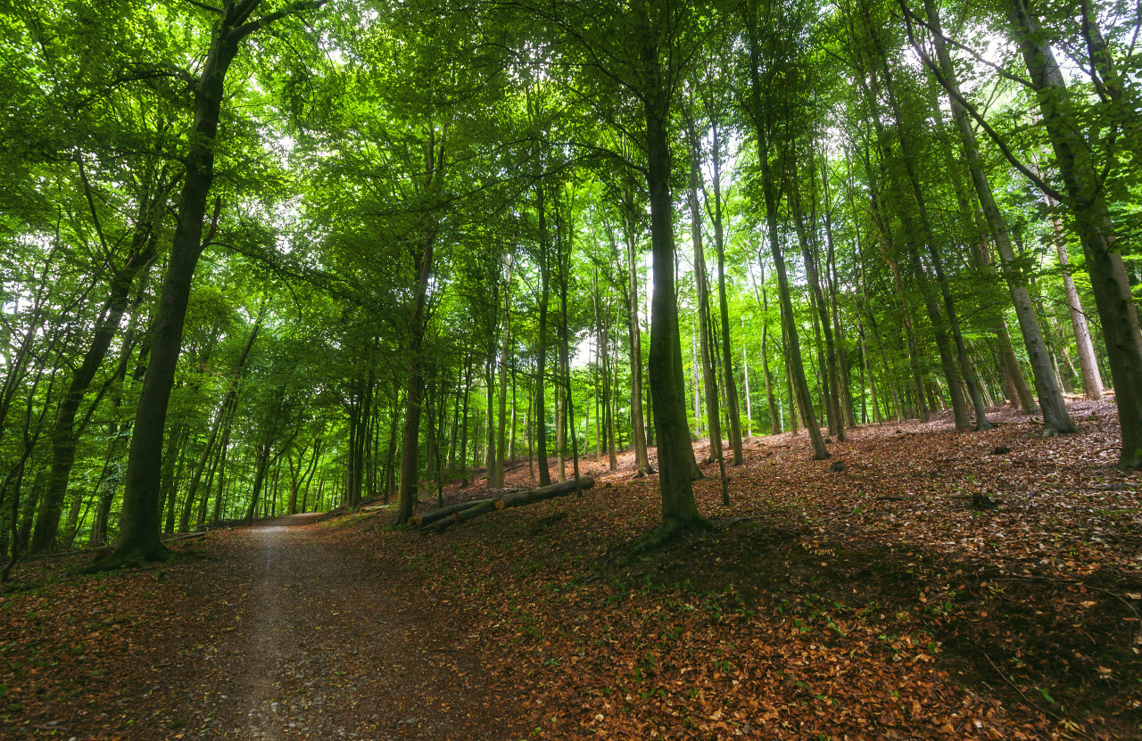 forest path