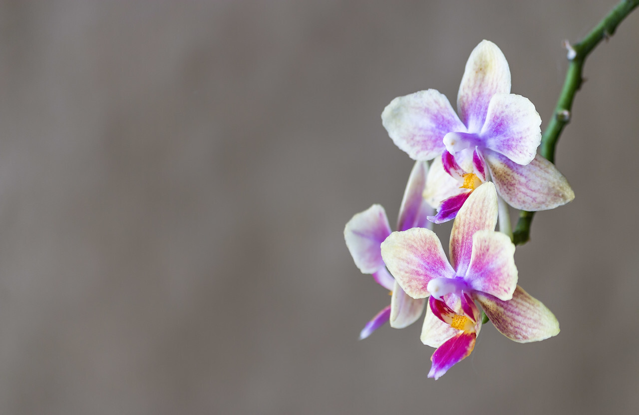 pink orchid with pretty bokeh