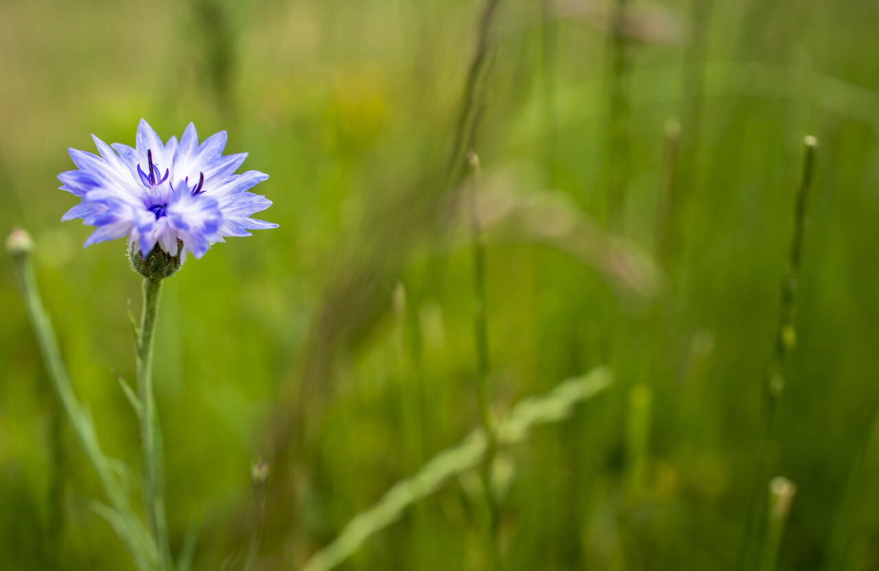 Blue cornflower with corn and grass in background