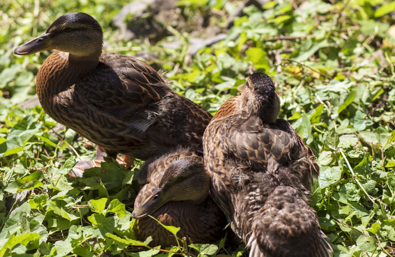 ducks on green grass