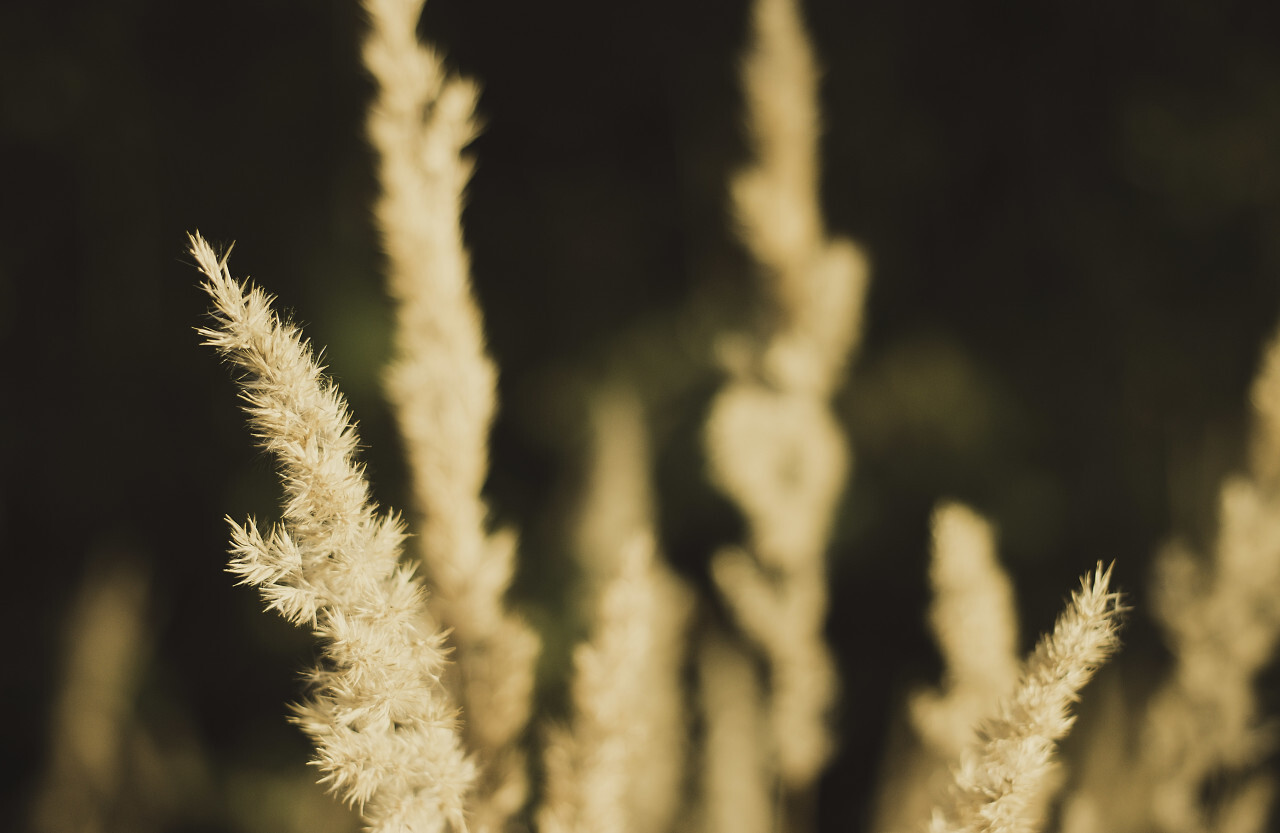 grasses in autumn