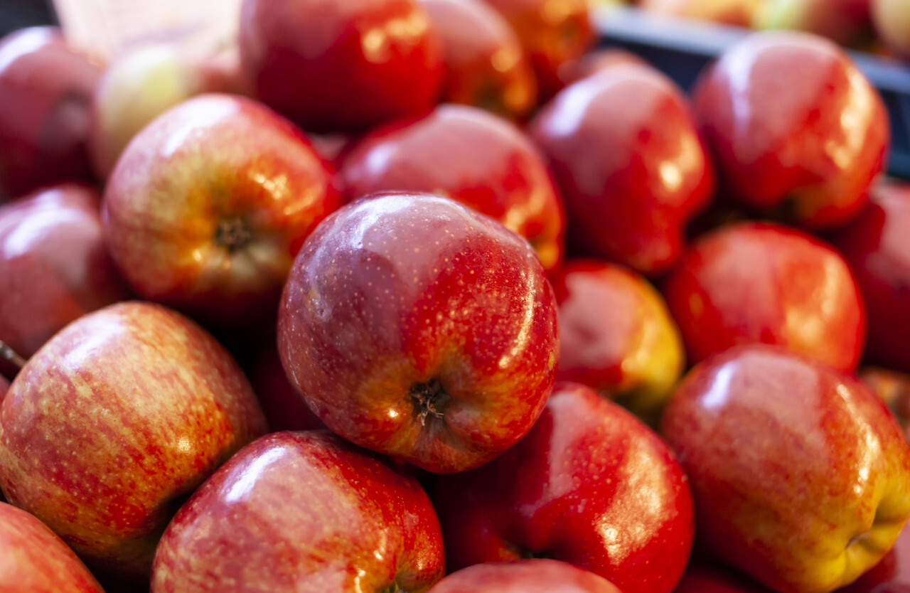 fresh  red apples in the market