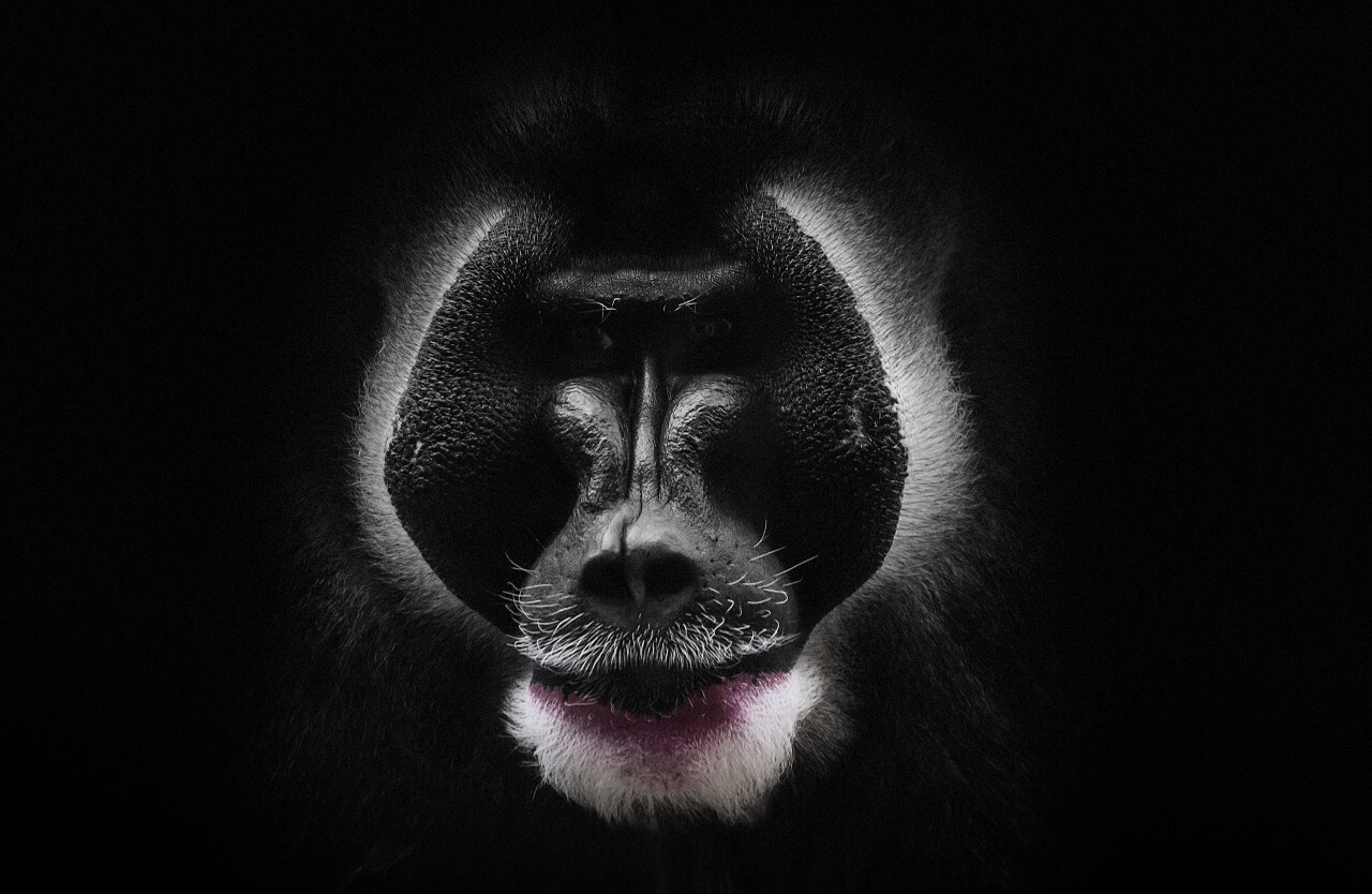 mandrill monkey portrait