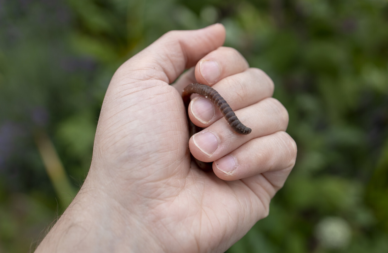 Earthworm in a human hand