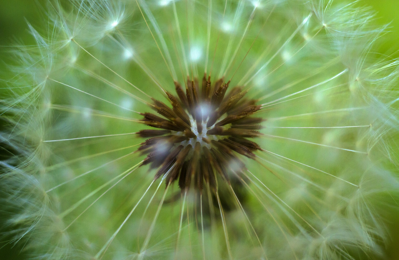 A macro shot of a dandelion flower