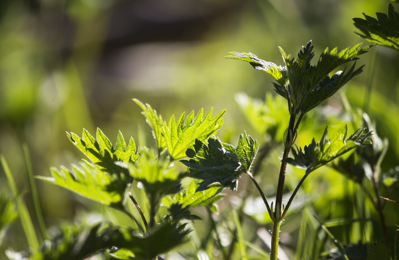 nettle leaves