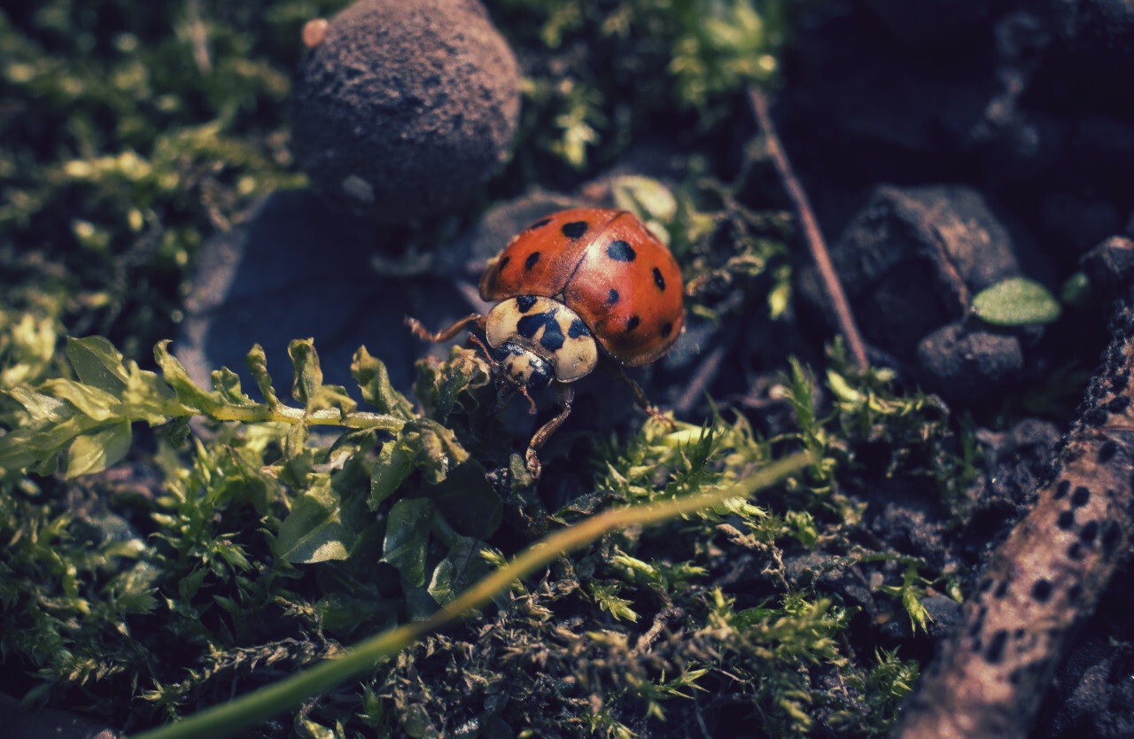 Ladybug close-up creeps on moss