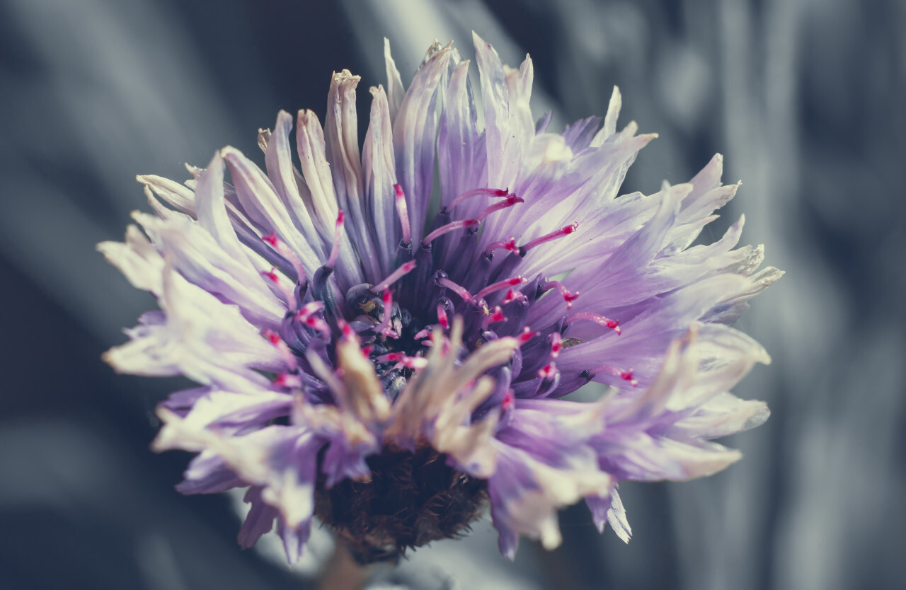 Close up of beautiful purple flower of cornflower