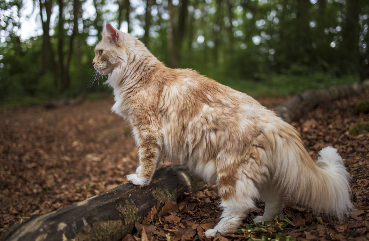 maine coon cat goes on a tree in a forest