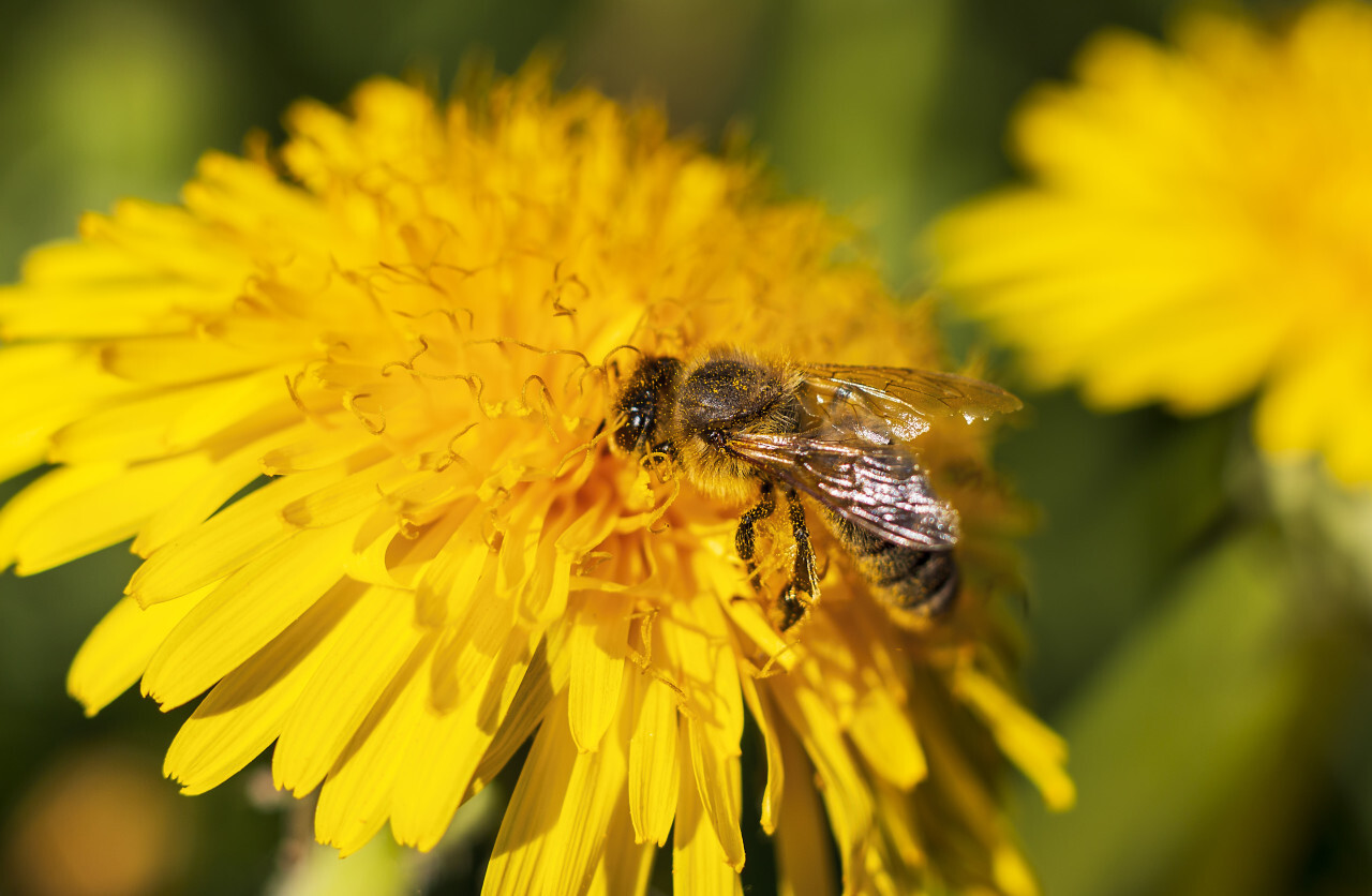 honeybee on yellow dandelion in april