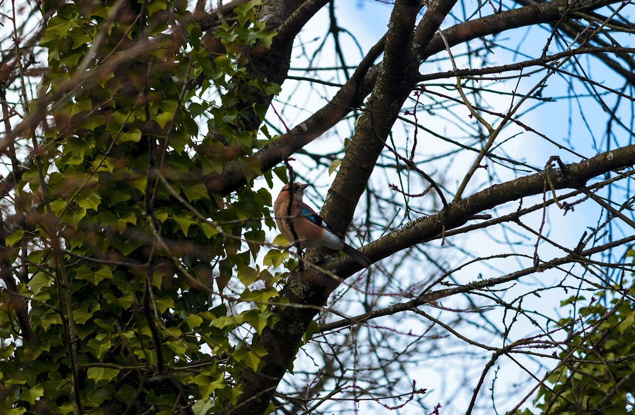 garrulus glandarius jay songbird