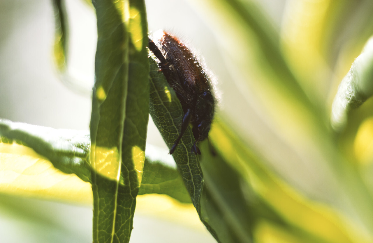 fat beetle on a leaf