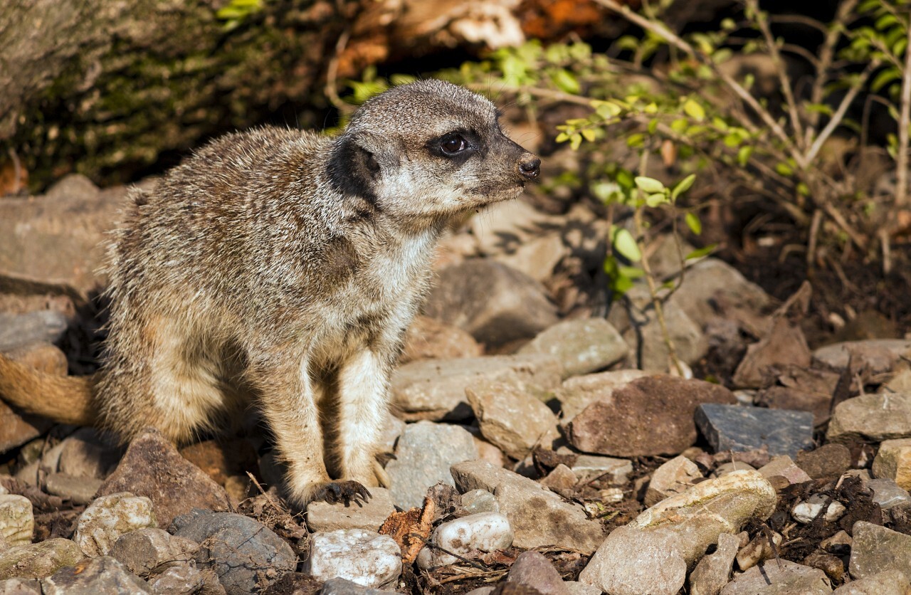 meerkat sit on rocks