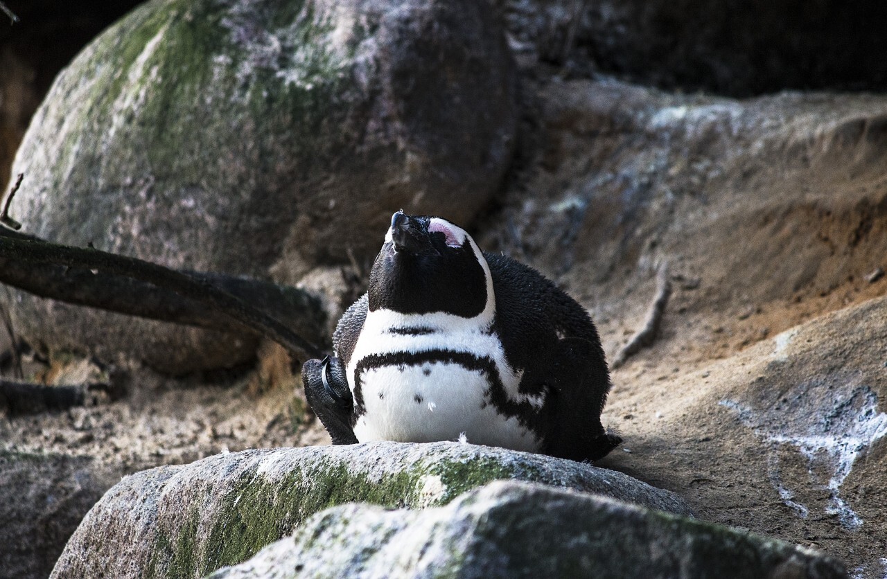 The African penguin (Spheniscus demersus)