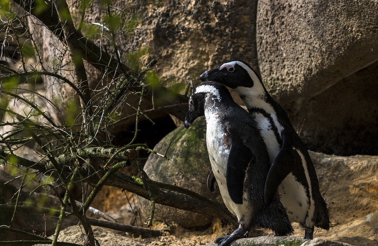 African penguins during mating season