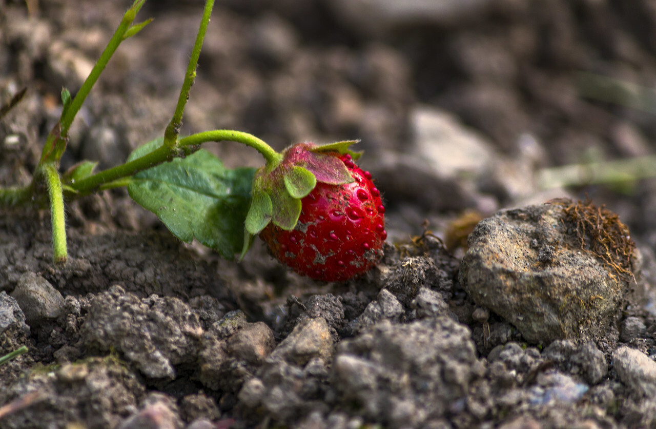 red strawberry on field