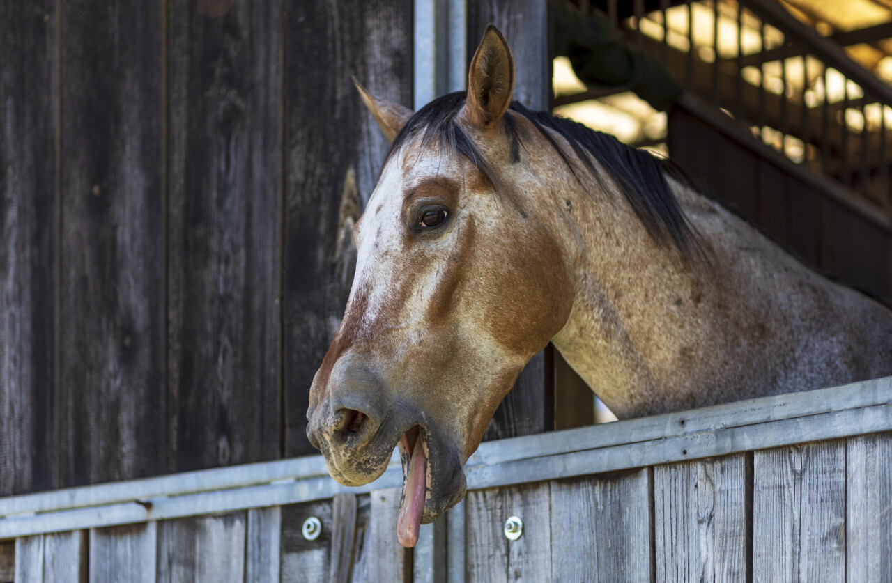 A horse shows its tongue