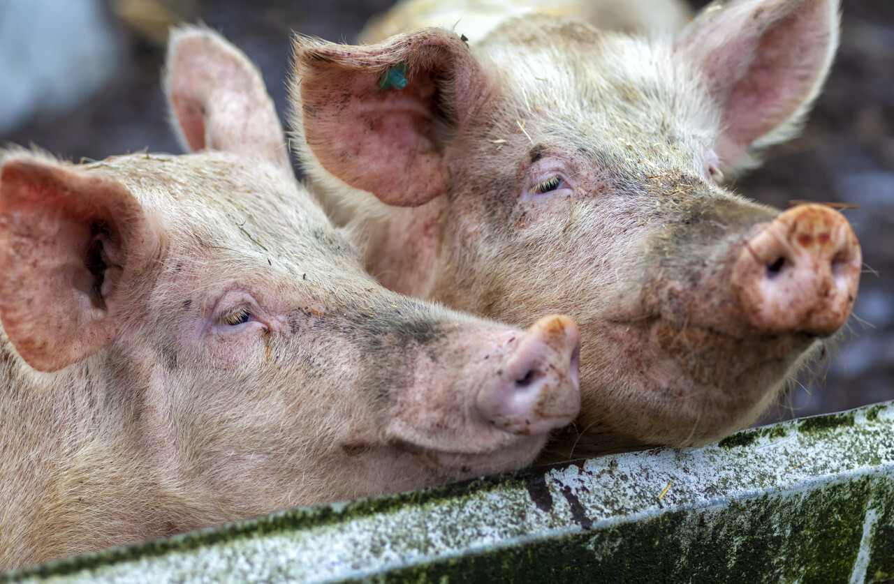 Cute pigs portrait