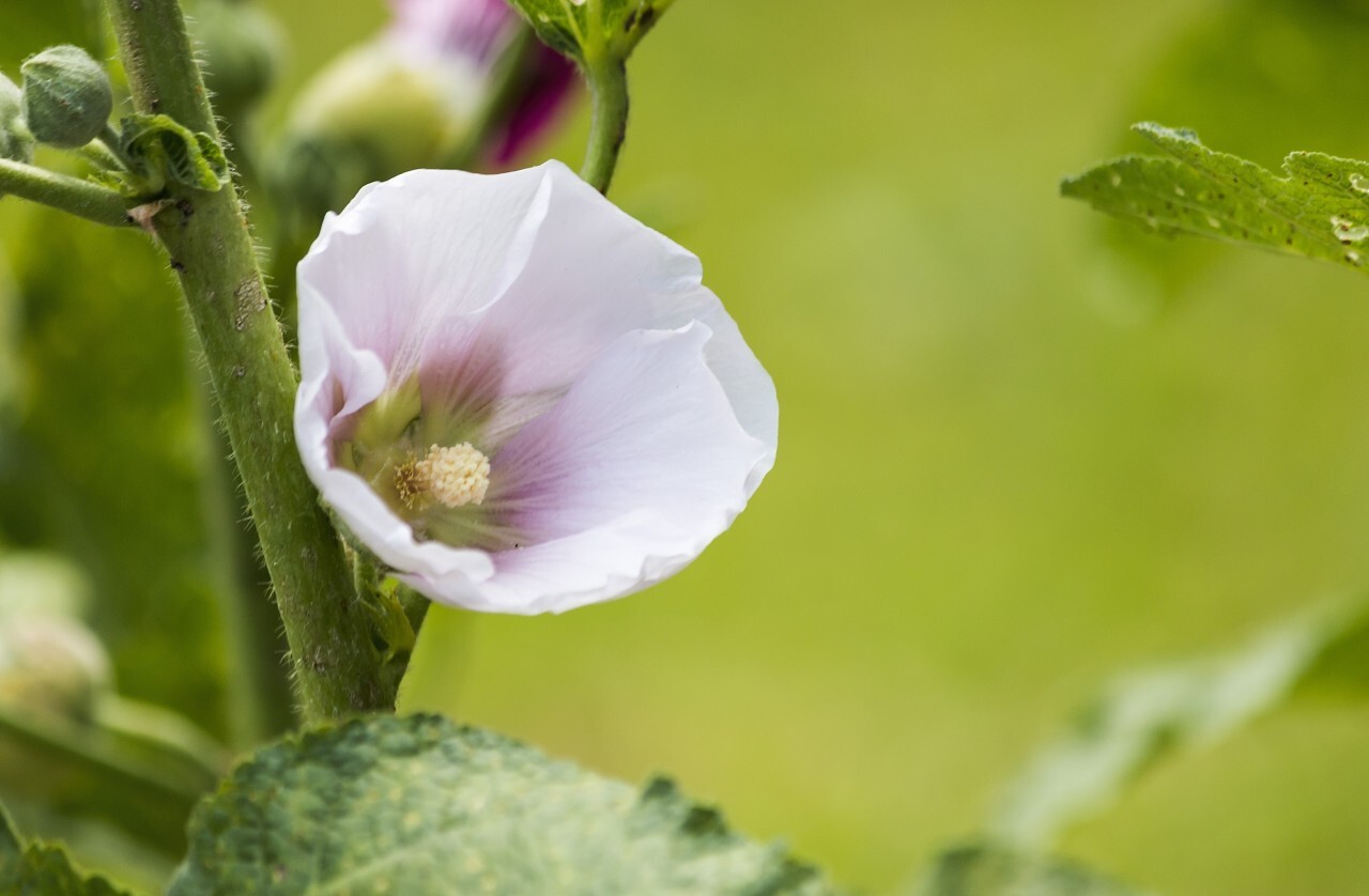 Pacific Morning Glory Flowers