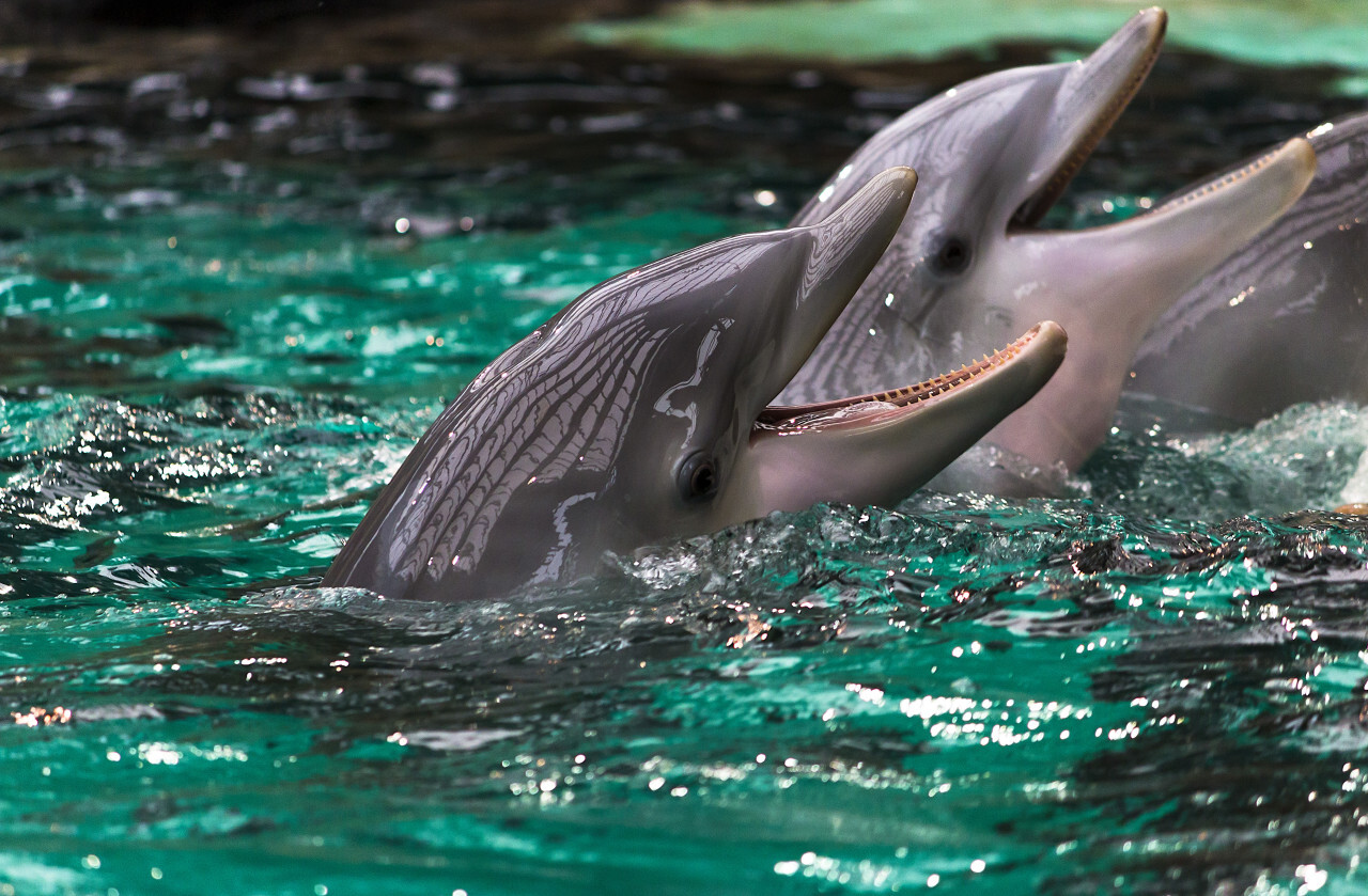 Dolphins in Water